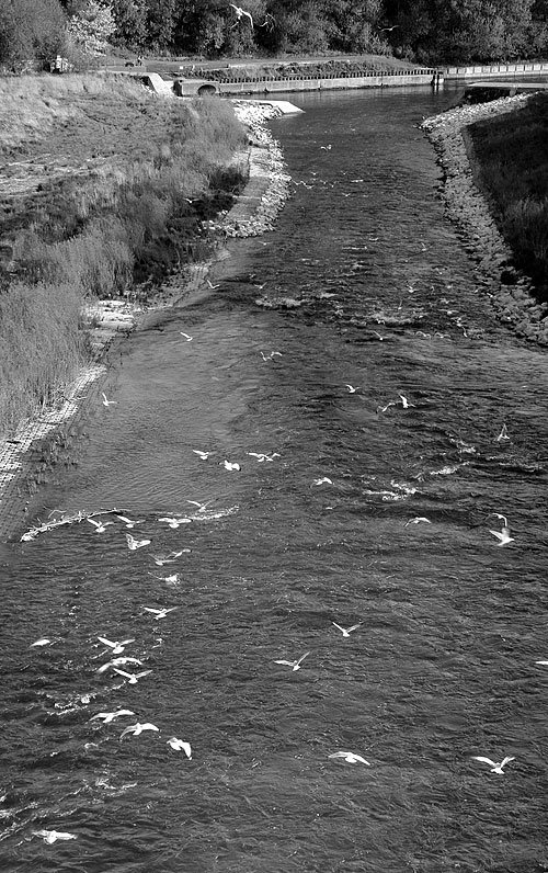 jasonjpogodzinski gullsriver