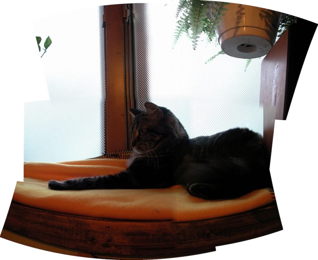 jasonjpogodzinski 11545_kittywindowmatrix