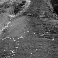 gullsriver